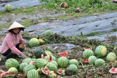Tiết lộ lý do thương lái Trung Quốc không mua dưa hấu Việt Nam