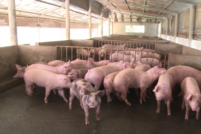 Bộ trưởng Bộ NN&PTNT: Giá thịt lợn Việt Nam đang rẻ nhất thế giới