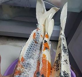 Bà nội trợ ‘chơi trội’ rán món cá nghi là cá Koi trăm triệu để ăn