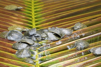 Tỷ phú nhờ nuôi cua đinh ở miền Tây