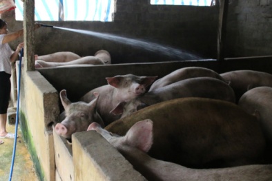 Giá heo 10.000 đồng/kg: Thương lái tung tin đồn để trục lợi, ép giá