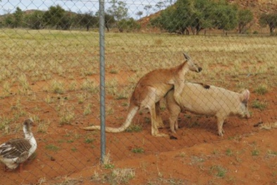 Kinh ngạc 'mối tình khác loài' giữa Kangaroo và lợn 