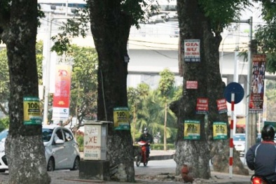 Từ 5/5, phạt hành vi dán quảng cáo trên cột điện, xây xanh