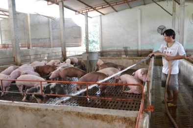 Sự thật đằng sau việc thương lái Trung Quốc 'giải cứu' heo Việt