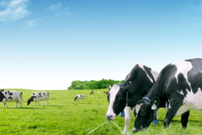 Vinamilk lãi gần 3.000 tỷ đồng quý I/2017, tăng mạnh so với cùng kỳ