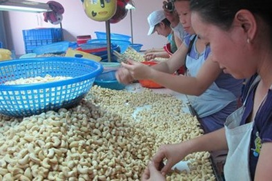 Nông dân điêu đứng dù giá điều tăng cao