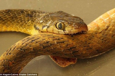 Bí ẩn lớn nhất của loài rắn 'ăn đuôi tự sát' đã có lời giải