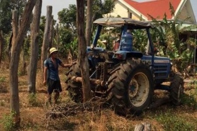Nông dân ‘mất ăn mất ngủ’ vì hồ tiêu chết hàng loạt