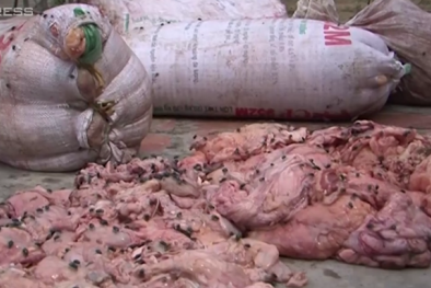 Ruồi nhặng bu kín gần 2 tạ mỡ hôi thối