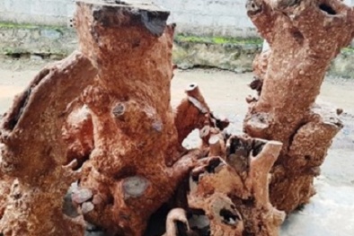 Thủ tướng yêu cầu xử lý dứt điểm vụ khai thác gỗ hương giáng trái phép