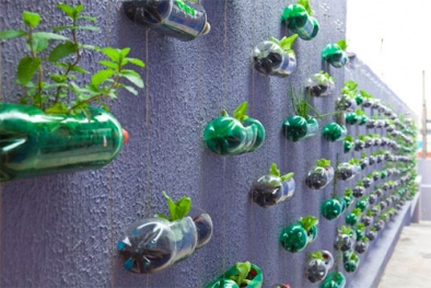 Trồng cây trong chai nhựa giải pháp kết hợp bảo vệ môi trường