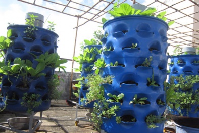 Độc, lạ với cách trồng rau sạch bằng ống nhựa cả nhà ăn không xuể