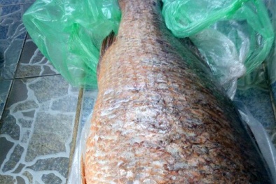 Vũng Tàu:  Câu được cá nghi là cá sủ vàng quý hiếm, rao bán 700 triệu đồng