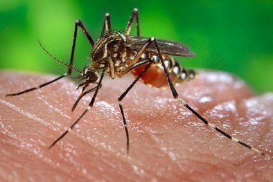 [INFOGRAPHIC] Mỗi nhà Hà Nội có 0,2 con muỗi, Bộ Y tế cảnh báo bùng phát dịch sốt xuất huyết