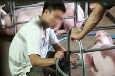 Đang ép lợn uống nước mương để tăng cân thì bị bắt
