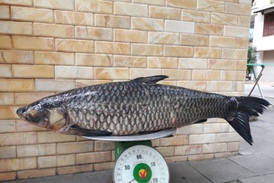 Hà Nội: Nhà hàng chi ‘khủng’ 45 triệu đồng mua cá trắm đen nặng 41 kg