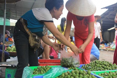 Trái sấu đầu mùa đắt hơn hoa quả nhập khẩu vẫn 'hút khách'