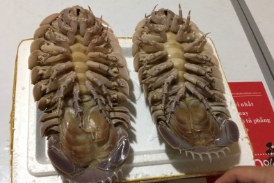 Thực hư bọ biển ‘khủng’ 4 triệu đồng/con, thịt ngon hơn tôm hùm