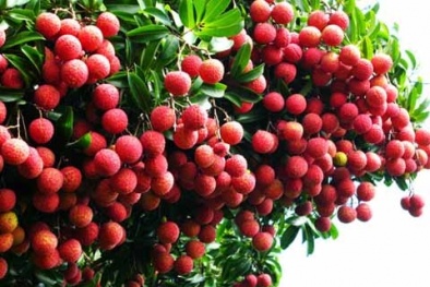 Giá vải thiều Bắc Giang sẽ đắt đỏ do thời tiết khắc nghiệt