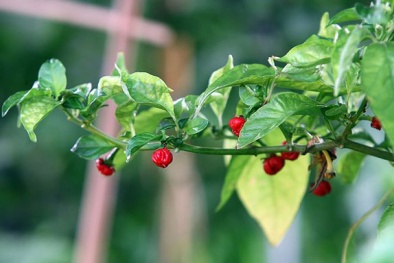 Tạo ra cây 'hơi thở của rồng' gây tê liệt da, giết chết được người