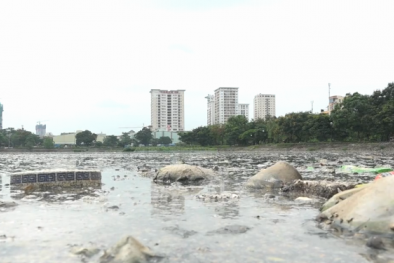 Hà Nội: Rác thải, xác động vật bốc mùi trên mặt hồ đền Lừ