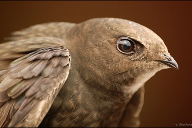 Kinh ngạc loài chim có thể bay suốt cả năm trời không hạ cánh