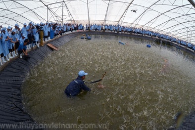 Thành lập Khu nông nghiệp ứng dụng công nghệ cao phát triển tôm Bạc Liêu