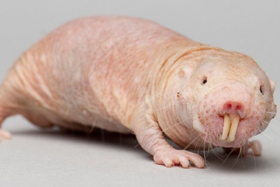 'Quái vật' sống không cần oxy khiến giới khoa học 'sửng sốt'