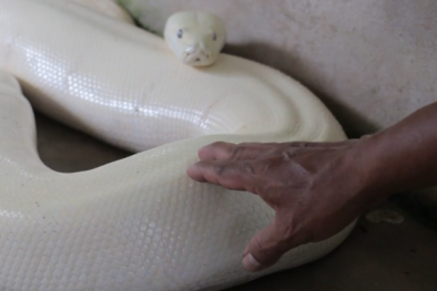 Cận cảnh: Trăn lớn toàn thân màu trắng ở miền Tây