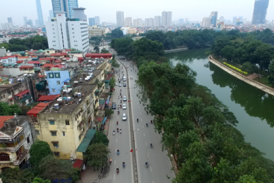 Hà Nội cân nhắc thay thế hơn 4.000 cây xà cừ trong nội thành