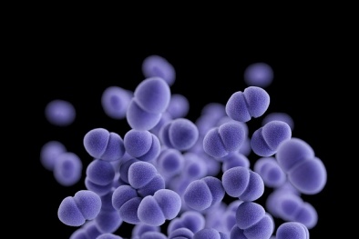 Tìm được vaccin tiêu diệt vi khuẩn nguy hiểm nhất hiện nay, làm chết 1500 người mỗi năm