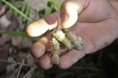 Ăn nhộng ve sầu: Món ăn 'lạ' nhưng nguy hại khôn lường