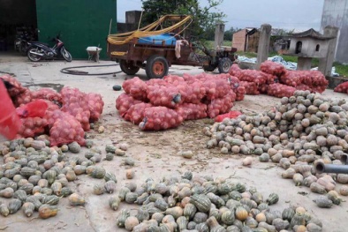 Bí ngô 500 đồng/kg: Thương lái cam kết ‘giải cứu’ cho nông dân Đắk Lắk