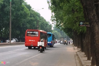 Lấy ý kiến về di dời 1.300 cây xanh dọc đường Phạm Văn Đồng