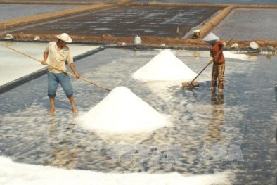 Bạc Liêu: Giá muối tăng gấp đôi, diêm dân không còn muối để bán 