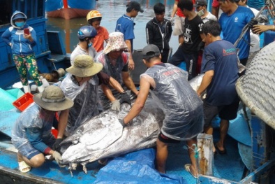 Ngư dân Bình Định bắt được cá ngừ nặng 280 kg 