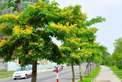 Vì sao giáng hương được chọn thay thế 1.300 cây xà cừ trên đường Phạm Văn Đồng?