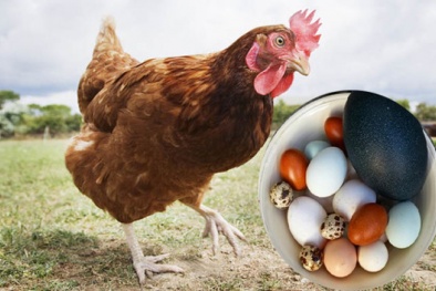 Sốc: Loài gà có thể đẻ trứng vịt, trứng chim và nhiều loại trứng khác nhau