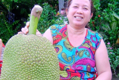 Sóc Trăng: Xôn xao quả mít ‘khủng’ 25kg, dài gần 1m