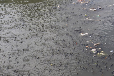 Cá nổi dày đặc, ngoi ngóp thở trong rác thải ở kênh Nhiêu Lộc - Thị Nghè
