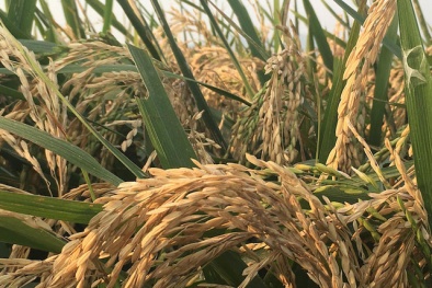 Cây lúa biến dạng gần KCN ở Bắc Giang khiến người dân lo lắng