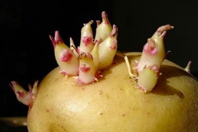 Trung Quốc sắp trồng khoai tây, nuôi sâu trên Mặt Trăng?