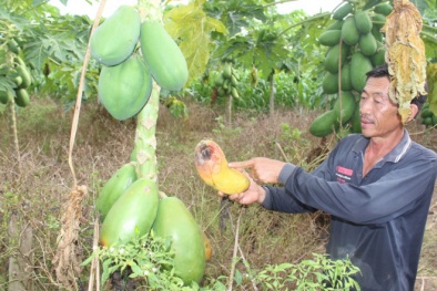 Đồng Tháp: Đu đủ chín rục giá 500 đồng/kg vẫn không có người mua