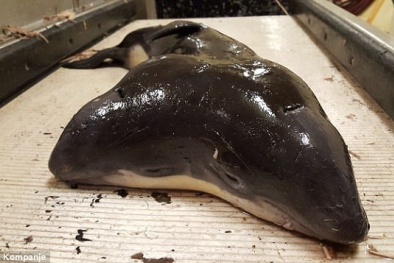 Ngư dân bắt được con cá heo hai đầu đầu tiên trên thế giới