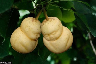 Kỳ lạ nông dân trồng được lê hình đức Phật, dưa hấu trái tim và bí ngô đầu lâu