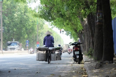 Nếu làm theo quy hoạch, Hà Nội sẽ không phải chặt cây đường Phạm Văn Đồng