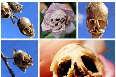 Giải mã loài hoa tuyệt đẹp 'hóa sọ người' ghê rợn khi tàn