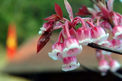 Kỹ thuật trồng hoa Đào Chuông cho không gian đẹp ngất ngây