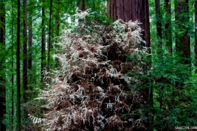 Bí ẩn loài cây 'sống như hồn ma' khiến các nhà khoa học 'đau đầu'