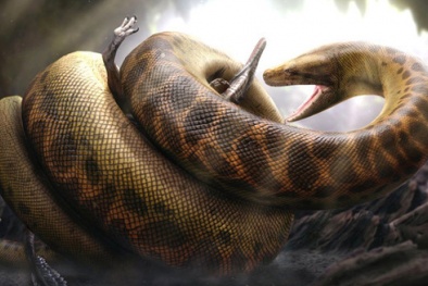Kinh hãi loài rắn khổng lồ chuyên 'làm thịt' cá sấu 